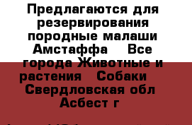 Предлагаются для резервирования породные малаши Амстаффа  - Все города Животные и растения » Собаки   . Свердловская обл.,Асбест г.